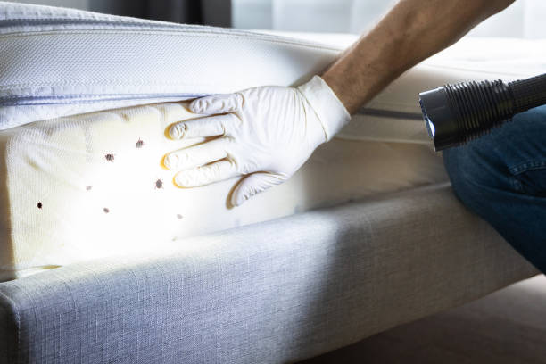 Wasp Removal Services in Lucerne, CA